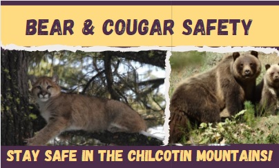Bear and Cougar Safety Cover