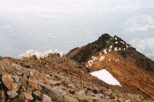 Mountain goats on Ridge